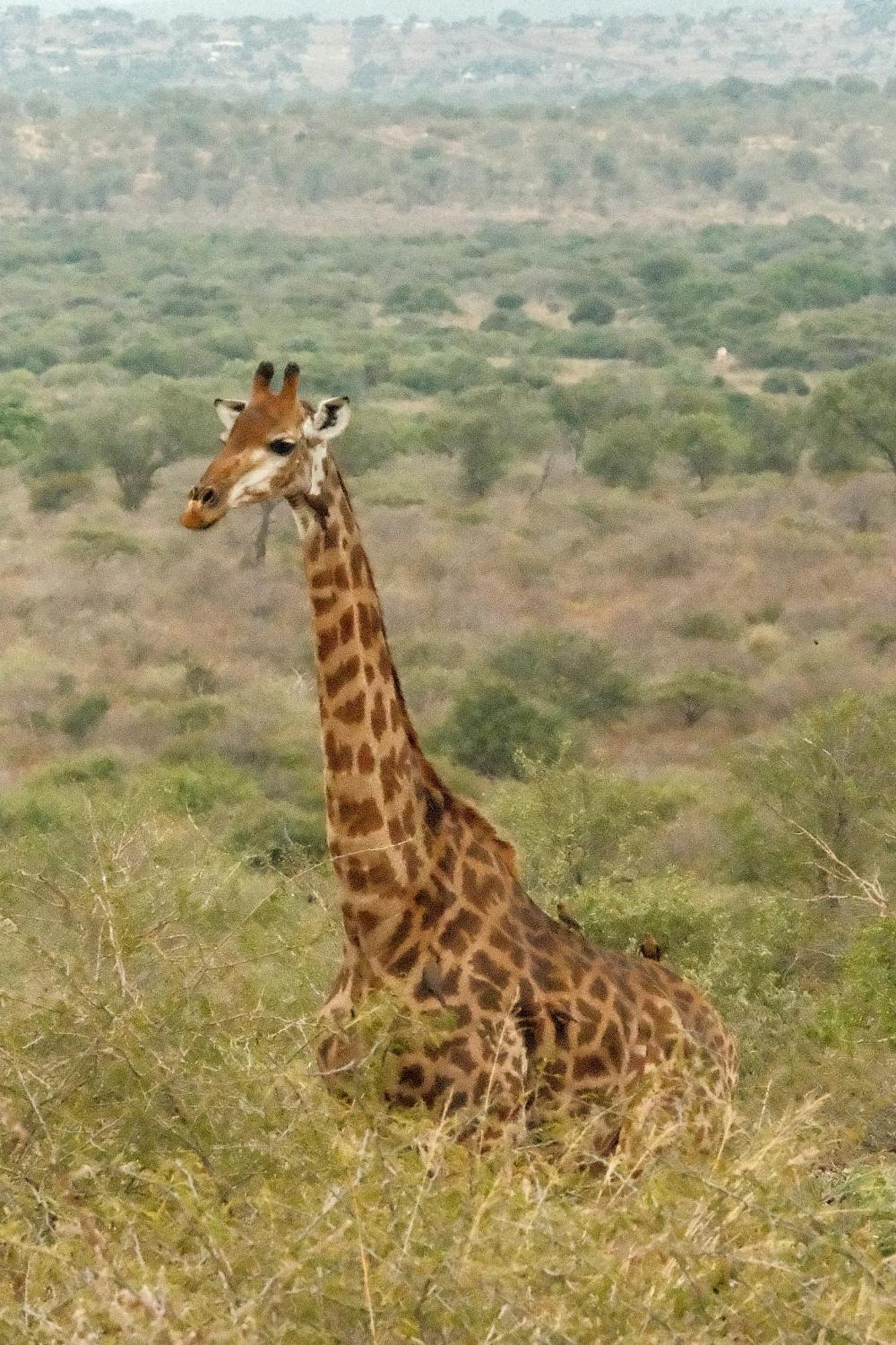 Africamps At White Elephant Safaris Pongola Εξωτερικό φωτογραφία