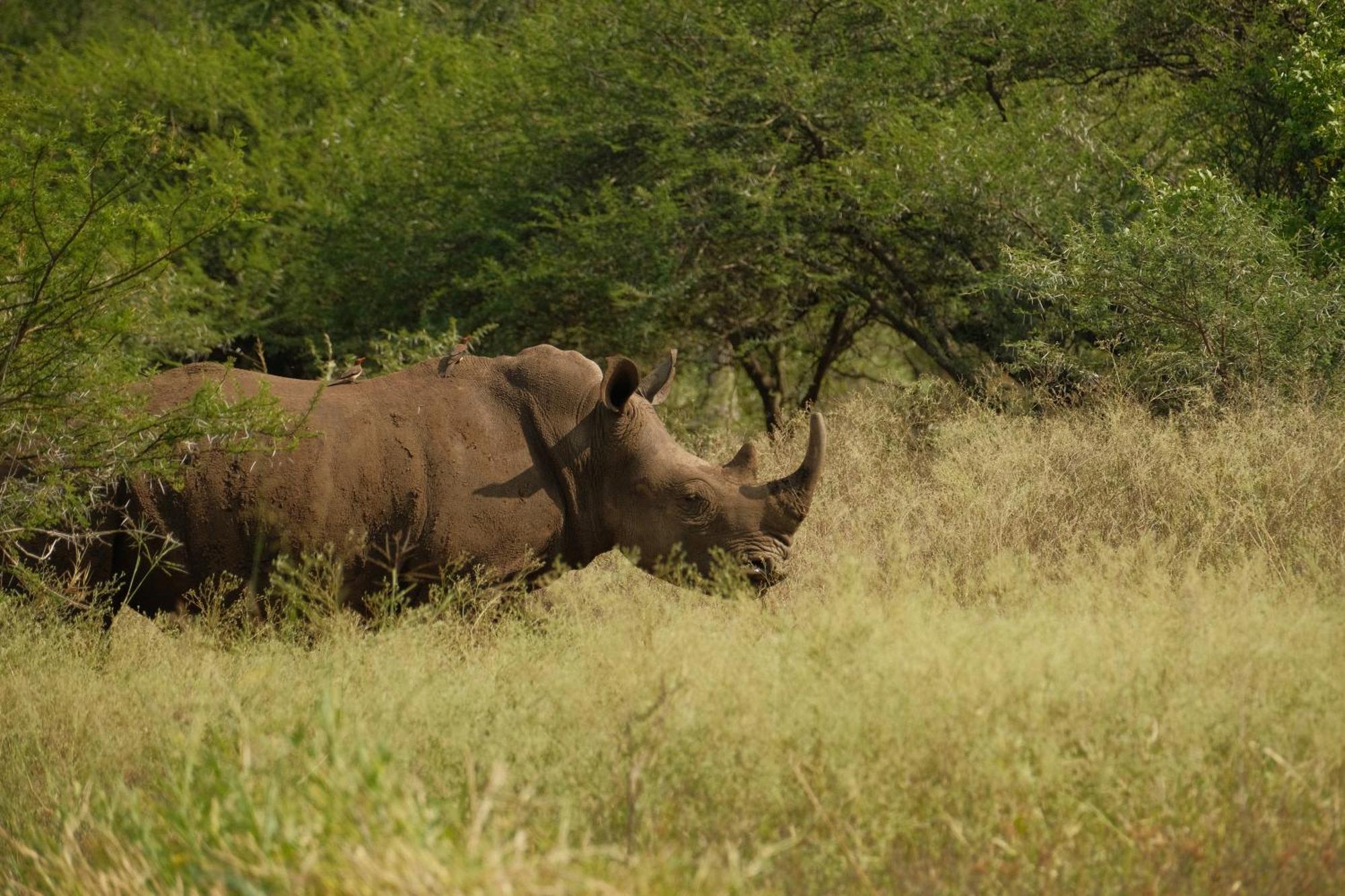 Africamps At White Elephant Safaris Pongola Εξωτερικό φωτογραφία