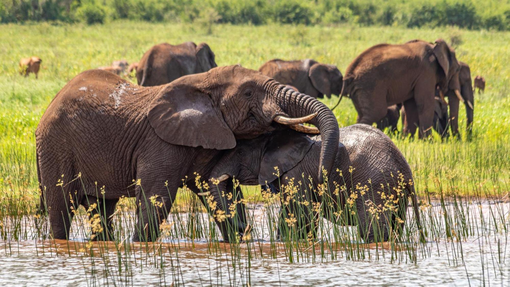 Africamps At White Elephant Safaris Pongola Εξωτερικό φωτογραφία