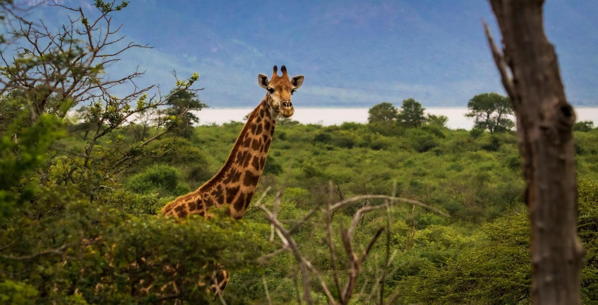 Africamps At White Elephant Safaris Pongola Εξωτερικό φωτογραφία